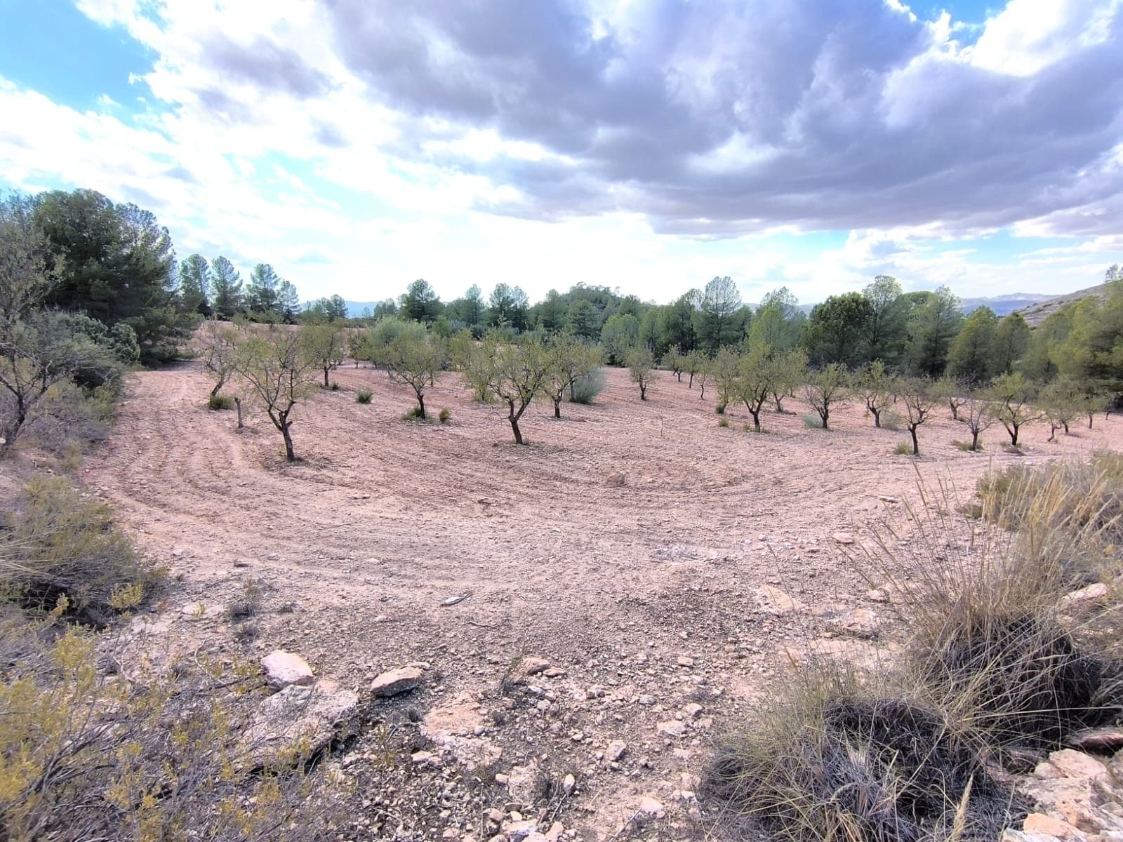 For sale: A land near Yecla of app. 10400 m2. Hard to reach, 4x4 recommended. Very private location for camping, gardening, or to build - the later only after joining with another parcel (in Yecla you need 20.000 m2 to build). Features adult almond trees that need some care.About the area: Yecla is a charming and historic town of app. 35000 inhabitants, located in the region of Murcia. It is renowned for its award-winning wines, historical landmarks, and vibrant local culture. The surrounding natural landscapes of scenic mountains, vineyards and almond groves provide opportunities for outdoor activities, while the town itself offers all necessary services, including hospital, schools, shops, restaurants, and other services. With a friendly local community, lively markets, excellent gastronomy, and easy access to nature, Yecla is an ideal location for those seeking authentic Spanish lifestyle - just about an hour from the coast and Alicante airport.About us: We have a large portfolio of properties in the Costa Blanca and Costa Calida areas, specialising in country properties, villas, fincas, building plots and design and build options in the Alicante and Murcia regions with a particular emphasis on Elda, Monovar, Pinoso, Sax, Villena, Aspe, Fortuna, Albacete and many more surrounding areas. We have been established since 2004 and have decades of experience between the team which we bring to bear to help you find and secure your new dream home. We help you every step of the way to make sure your purchase in Spain is safe and hassle free. We are not here to sell you a property, we are here to help you realise your dream and find what is right for you. With us you are in the safest hands. Contact us now to have a no obligation chat about how you too can realise your dreams.