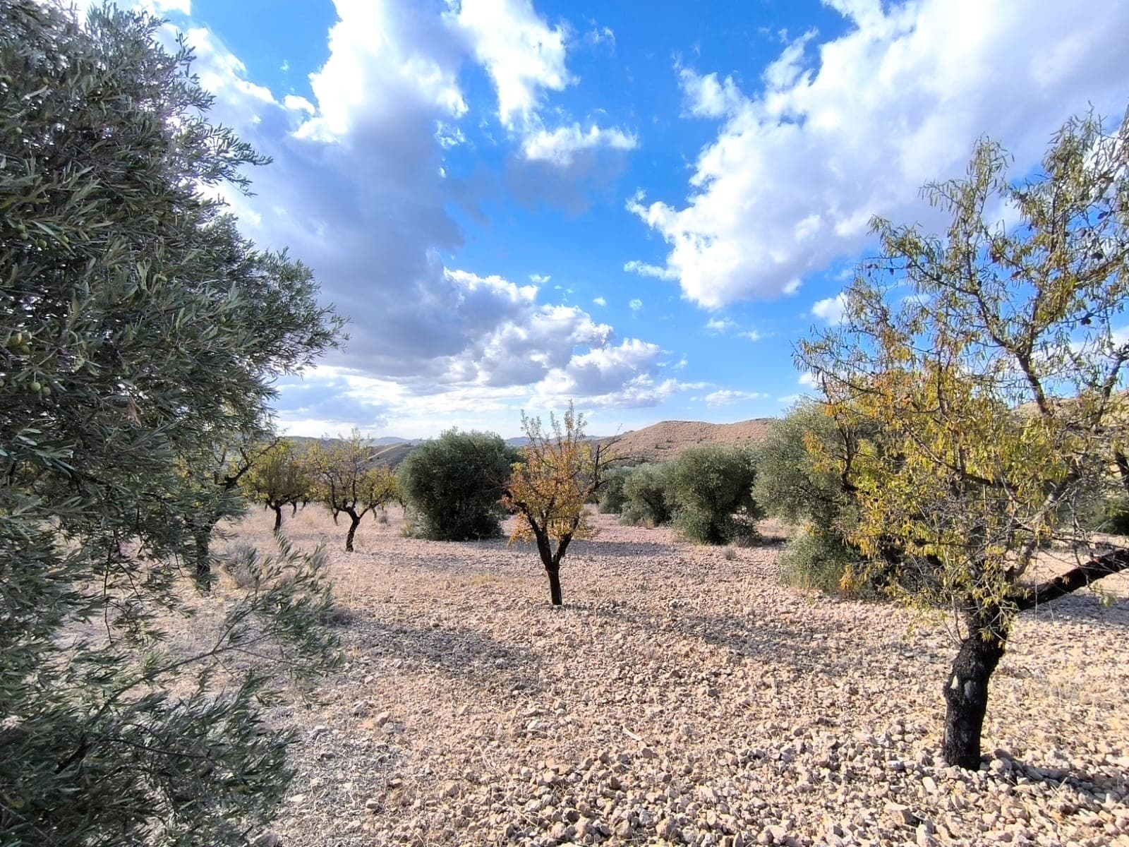 For sale: Almond orchard near Yecla of app. 12400 m2. Features adult almond trees, healthy, pruned, in full production, as well as century old olive trees. The almonds cover most of the parcel, the trees are in need of pruning and some care. The property offers a wonderful investment with a quick return or a source for own agricultural ventures. The parcel is easily accessible via a short dirt road, and it offers beautiful views in a tranquil location. Due to its size, this property is not a building parcel, but could be joint with another parcel, to create 20.000 m2 land necessary to build.About the area: Yecla is a charming and historic town of app. 35000 inhabitants, located in the region of Murcia. It is renowned for its award-winning wines, historical landmarks, and vibrant local culture. The surrounding natural landscapes of scenic mountains, vineyards and almond groves provide opportunities for outdoor activities, while the town itself offers all necessary services, including hospital, schools, shops, restaurants, and other services. With a friendly local community, lively markets, excellent gastronomy, and easy access to nature, Yecla is an ideal location for those seeking authentic Spanish lifestyle - just about an hour from the coast and Alicante airport.About us: We have a large portfolio of properties in the Costa Blanca and Costa Calida areas, specialising in country properties, villas, fincas, building plots and design and build options in the Alicante and Murcia regions with a particular emphasis on Elda, Monovar, Pinoso, Sax, Villena, Aspe, Fortuna, Albacete and many more surrounding areas. We have been established since 2004 and have decades of experience between the team which we bring to bear to help you find and secure your new dream home. We help you every step of the way to make sure your purchase in Spain is safe and hassle free. We are not here to sell you a property, we are here to help you realise your dream and find what is right for you. With us you are in the safest hands. Contact us now to have a no obligation chat about how you too can realise your dreams.