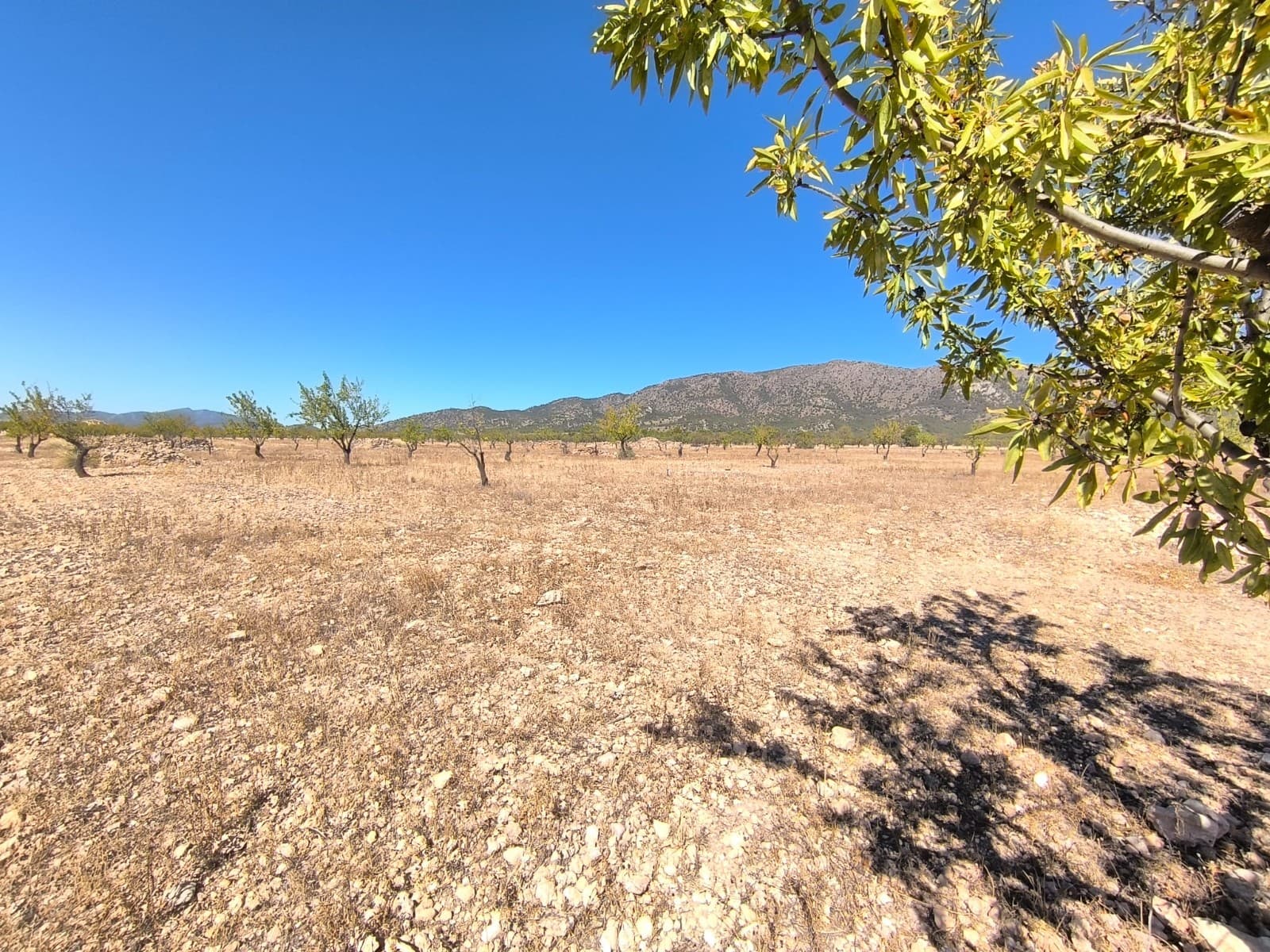 Parcela rural edificable de forma rectangular, en una zona tranquila al norte de Monóvar, con casi 29.000 m², ubicada en un entorno tranquilo con impresionantes vistas a la montaña. Esta parcela presenta un terreno prácticamente llano y se accede por un camino de tierra. Distancias: 2 km del pueblo de Canyades d'en Cirus, 18 minutos en coche desde Pinoso, 22 minutos desde Monóvar. Situada en plena naturaleza, sin vecinos. Sobre la zona: Monóvar (Alicante, España), conocida por su impresionante campiña y su acogedor ambiente, ofrece una combinación perfecta de cultura tradicional española y comodidades modernas. Rodeada de pintorescos viñedos y ondulantes colinas, la localidad es reconocida por su calidad de vida, con excelentes servicios locales, colegios y fácil acceso a las vibrantes ciudades de Alicante y Elche, así como al aeropuerto y a las playas del Mediterráneo. La región es una importante productora de frutas, verduras y frutos secos. Los almendros son especialmente importantes, ya que el clima seco y cálido y la tierra fértil son ideales para su cultivo. Sobre nosotros: Disponemos de una amplia cartera de propiedades en la Costa Blanca y la Costa Cálida, especializándonos en fincas, villas, fincas, terrenos edificables y opciones de diseño y construcción en las regiones de Alicante y Murcia, con especial énfasis en Elda, Monóvar, Pinoso, Sax, Villena, Aspe, Fortuna, Albacete y muchas otras zonas de los alrededores. Llevamos establecidos desde 2004 y nuestro equipo cuenta con décadas de experiencia para ayudarle a encontrar y asegurar la casa de sus sueños. Le acompañamos en cada paso del proceso para garantizar que su compra en España sea segura y sin complicaciones. No estamos aquí para venderle una propiedad, sino para ayudarle a hacer realidad su sueño y encontrar la propiedad perfecta para usted. Con nosotros, está en las mejores manos. Contáctenos ahora para hablar sin compromiso sobre cómo usted también puede hacer realidad sus sueños.