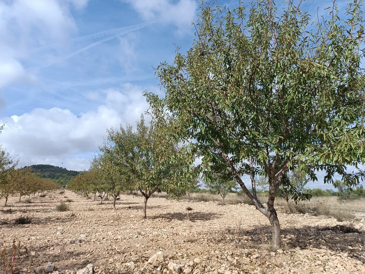 Legal buildable parcel with almond orchard east of Yecla, 15 min ride from the town. Planted with almond trees, cared of and in full production. The plot receives subventions from PAC of 2000€ a year. Compact shaped plot with a good soil. Located in a beautiful natural environment, surrounded by orchards and mountains from most directions, with no neighbours around, this property could serve as an agricultural venture, or as a very private building plot - or both! You can construct your dream off-grid house on up to 5% of its size. About the area: Yecla is a charming and historic town of app. 35000 inhabitants, located in the region of Murcia. It is renowned for its award-winning wines, historical landmarks, and vibrant local culture. The surrounding natural landscapes of scenic mountains, vineyards and almond groves provide opportunities for outdoor activities, while the town itself offers all necessary services, including hospital, schools, shops, restaurants, and other services. With a friendly local community, lively markets, excellent gastronomy, and easy access to nature, Yecla is an ideal location for those seeking authentic Spanish lifestyle - just about an hour from the coast and Alicante airport.About us: We have a large portfolio of properties in the Costa Blanca and Costa Calida areas, specialising in country properties, villas, fincas, building plots and design and build options in the Alicante and Murcia regions with a particular emphasis on Elda, Monovar, Pinoso, Sax, Villena, Aspe, Fortuna, Albacete and many more surrounding areas. We have been established since 2004 and have decades of experience between the team which we bring to bear to help you find and secure your new dream home. We help you every step of the way to make sure your purchase in Spain is safe and hassle free. We are not here to sell you a property, we are here to help you realise your dream and find what is right for you. With us you are in the safest hands. Contact us now to have a no obligation chat about how you too can realise your dreams.
