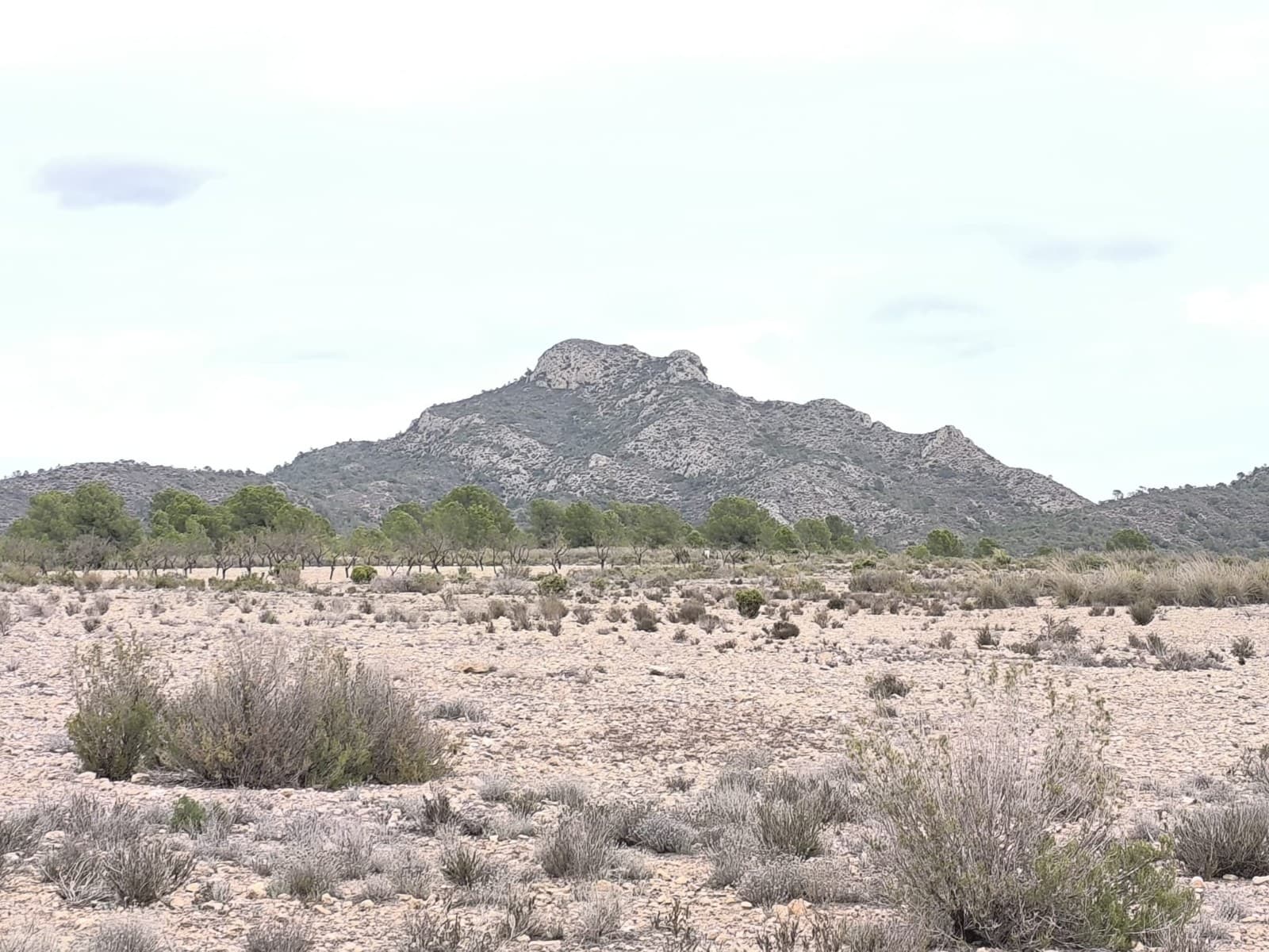 Buildable Plot Between Sax and Salinas – 34,000 m² with Irrigation WaterThis generous 34,000 m² plot offers an excellent opportunity to build a home in a peaceful rural setting while staying close to town services. The land is buildable, giving you the flexibility to design your ideal country property with plenty of outdoor space for gardens, animals or a hobby project. It already has irrigation water connected, and electricity is nearby—only about 100–200 metres away—making future installation simple and cost-effective.Located halfway between Sax and Salinas, both just around 5 km away, the plot enjoys a quiet environment without being isolated. In Sax you will find supermarkets, restaurants, medical services and a lively community centred around its impressive hilltop castle. Salinas offers a relaxed village atmosphere, local shops and easy access to nature, including its well-known salt lake and surrounding walking routes. Alicante city and the coast are also within easy reach, making this a great location for both year-round living and a countryside getaway.If you would like more details or to arrange a visit, we are here to help—contact us today!We have a large portfolio of properties in the Costa Blanca and Costa Calida areas, specialising in country properties, villas, fincas, building plots and design and build options in the Alicante and Murcia regions with a particular emphasis on Elda, Monovar, Pinoso, Sax, Villena, Aspe, Fortuna, Albacete and many more surrounding areas. We have been established since 2004 and have decades of experience between the team which we bring to bear to help you find and secure your new dream home. We help you every step of the way to make sure your purchase in Spain is safe and hassle free. We are not here to sell you a property, we are here to help you realise your dream and find what is right for you. With us you are in the safest hands. Contact us now to have a no obligation chat about how you too can realise your dreams.