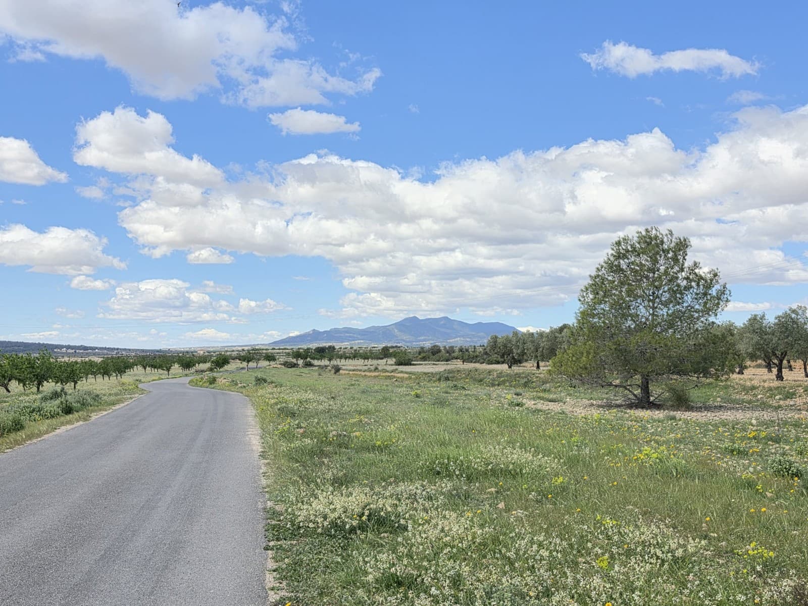 Agricultural Plot for Sale Near Monóvar – 3,074 m²This small agricultural plot is located near Monóvar, close to Canyades d'en Cirus, and offers a peaceful setting with easy access. The land measures 3,074 m² and benefits from tarmac road access, making it convenient to reach all year round.The plot is ideal for agricultural use, growing trees, or creating a small private outdoor space to enjoy the countryside. Its manageable size makes it easy to maintain while still offering privacy and open views of the surrounding area.About the AreaThe property is situated just a short drive from Monóvar, a traditional inland town known for its relaxed lifestyle, local markets, and friendly community. The surrounding countryside is characterised by vineyards, almond groves, and gentle hills, offering a quiet and natural environment. Nearby towns such as Elda and Novelda provide additional services, and Alicante city, the airport, and the coast are all within comfortable driving distance.We have a large portfolio of properties in the Costa Blanca and Costa Calida areas, specialising in country properties, villas, fincas, building plots and design and build options in the Alicante and Murcia regions with a particular emphasis on Elda, Monovar, Pinoso, Sax, Villena, Aspe, Fortuna, Albacete and many more surrounding areas. We have been established since 2004 and have decades of experience between the team which we bring to bear to help you find and secure your new dream home. We help you every step of the way to make sure your purchase in Spain is safe and hassle free. We are not here to sell you a property, we are here to help you realise your dream and find what is right for you. With us you are in the safest hands. Contact us now to have a no obligation chat about how you too can realise your dreams.