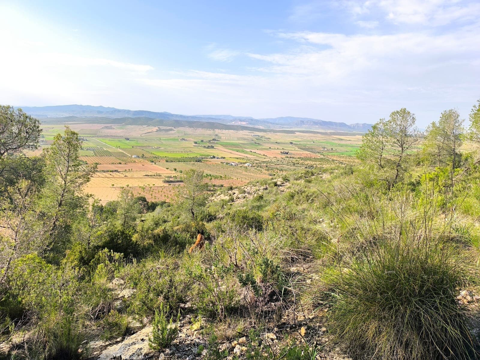 Would you like to own a mountain? You've heard right! Over half a million square meters of intact Spanish nature. Rocky terrain with pines, wild thyme, rosemary, foxes, rabbits, boars. From some parts you can see the vast countryside with surrounding mountains and valleys. You are not at the end of the world - decent sized town of Yecla is only 12 minutes away.In other parts there will be nothing but you, nature, and the endless blue skies. Exclusivity, privacy, nature. And the best part? The land is not protected - you can build your dream house here! Condition of building is to make/add 2 hectares of farmed land, such as almond orchard. Furthermore, the property can be separated into several parcels.No mains water - you would need a water deposit. No mains electric - you need solar panels. Access road is a track road, 4x4 recommended. But you are not here in search for comfort, are you?About the area: Yecla is a charming and historic town of app. 35000 inhabitants, located in the region of Murcia. It is renowned for its award-winning wines, historical landmarks, and vibrant local culture. The surrounding natural landscapes of scenic mountains, vineyards and almond groves provide opportunities for outdoor activities, while the town itself offers all necessary services, including hospital, schools, shops, restaurants, and other services. With a friendly local community, lively markets, excellent gastronomy, and easy access to nature, Yecla is an ideal location for those seeking authentic Spanish lifestyle - just about an hour from the coast and Alicante airport.About us: We have a large portfolio of properties in the Costa Blanca and Costa Calida areas, specialising in country properties, villas, fincas, building plots and design and build options in the Alicante and Murcia regions with a particular emphasis on Elda, Monovar, Pinoso, Sax, Villena, Aspe, Fortuna, Albacete and many more surrounding areas. We have been established since 2004 and have decades of experience between the team which we bring to bear to help you find and secure your new dream home. We help you every step of the way to make sure your purchase in Spain is safe and hassle free. We are not here to sell you a property, we are here to help you realise your dream and find what is right for you. With us you are in the safest hands. Contact us now to have a no obligation chat about how you too can realise your dreams.