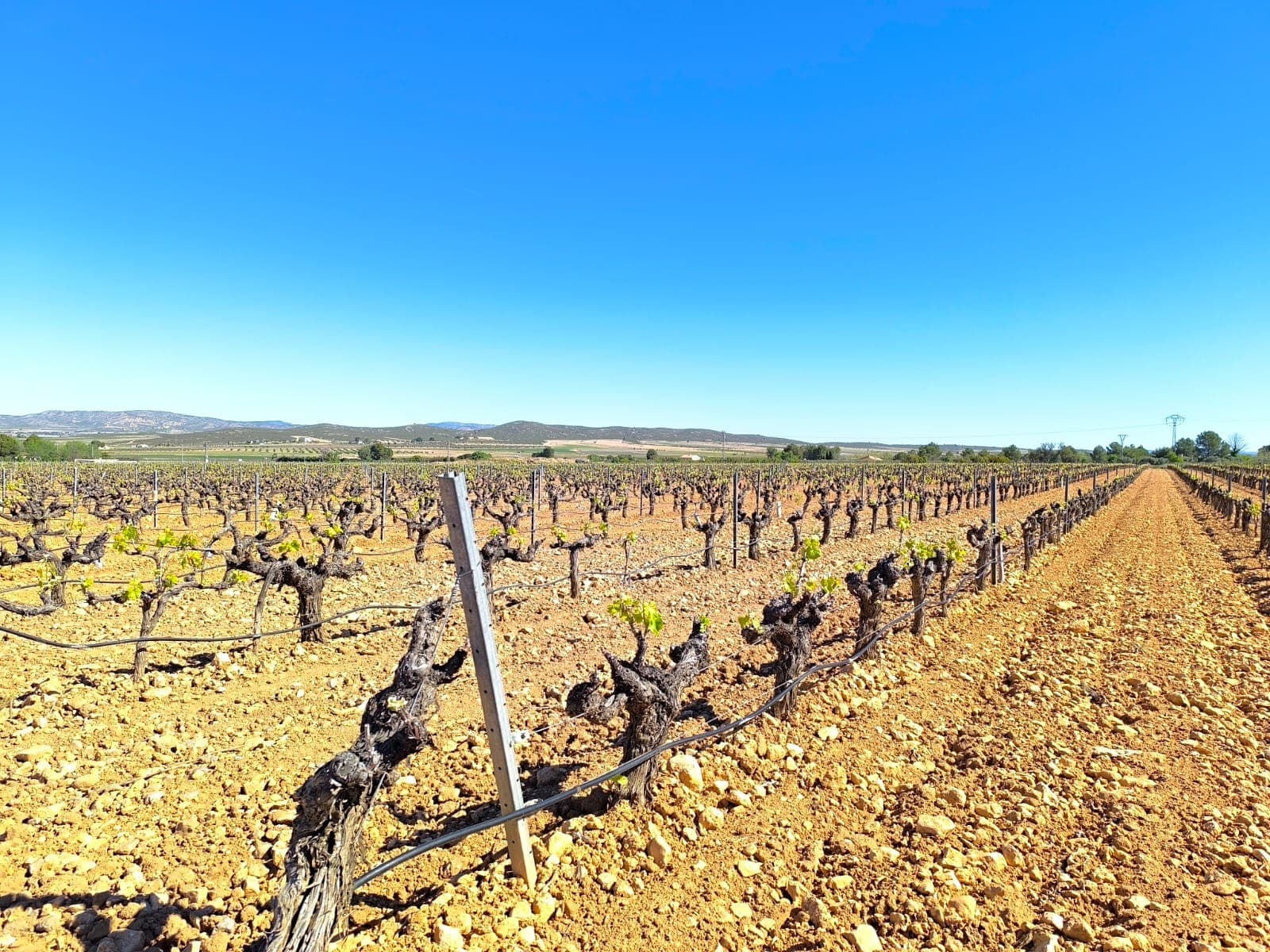 Buildable land planted with a vineyard in production! Approximately 10 min drive from town of Yecla, you will find this treasure for your next Spanish venture - a 3.5 ha vineyard, on flat land, well-kept, in full production! This vineyard of Monastrell, the most typical vine of the region, harvests around 25.000 kg of fruit a year! Great value!It is connected to irrigation water, and irrigation system is in place. Mains electric is close. The area is a tranquil, agricultural neighbourhood, with nice mountain views.Furthermore, the land is legally buildable! You are allowed to build up to 5% of its size for residential, but also agricultural purposes. We can help you with the building design and connect you with architects, builders, solar panels company etc. If you liked this property, do not hesitate to contact us to organize a visit, we will be happy to help you!Distances:Tarmac road - 200 mYecla (the closest town with markets, schools, clinics, vet, gyms, etc.) - 10 kmElche (the closest city) - 50 minAlicante airport - 60 minBeach - 62 minAbout the area: Yecla is a charming and historic town of app. 35000 inhabitants, located in the region of Murcia. It is renowned for its award-winning wines, historical landmarks, and vibrant local culture. The surrounding natural landscapes of scenic mountains, vineyards and almond groves provide opportunities for outdoor activities, while the town itself offers all necessary services, including hospital, schools, shops, restaurants, and other services. With a friendly local community, lively markets, excellent gastronomy, and easy access to nature, Yecla is an ideal location for those seeking authentic Spanish lifestyle - just about an hour from the coast and Alicante airport.About us: We have a large portfolio of properties in the Costa Blanca and Costa Calida areas, specialising in country properties, villas, fincas, building plots and design and build options in the Alicante and Murcia regions with a particular emphasis on Yecla, Novelda, Elda, Monovar, Pinoso, Sax, Villena, Aspe, Fortuna, Jumilla, Abanilla, and many more surrounding areas. We have been established since 2004 and have decades of experience between the team which we bring to bear to help you find and secure your new dream home. We help you every step of the way to make sure your purchase in Spain is safe and hassle free. We are not here to sell you a property, we are here to help you realise your dream and find what is right for you. With us you are in the safest hands. Contact us now to have a no obligation chat about how you too can realise your dreams.