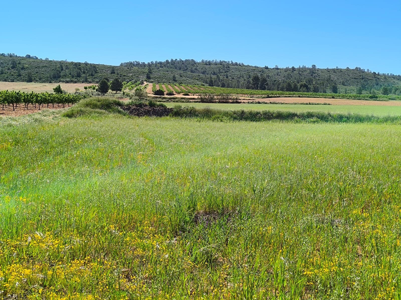 Are you looking for an agricultural or a large building land in a tranquil, accessible, charming area of Spain? Prior used for growing cereals, this currently fallow land (with a few olive trees on it) has an irrigation water connection, and water rights. Tarmac road access, flat terrain, and a fertile soil. Ideal for growing olives, almonds, vine, peaches, apricots, cherries, pears, pistachios, vegetable, or for cattle, sheep, or horse pastures. You can build up to 5% of the land size, certificate of construction comes with the plot and is a condition of purchase.We can help you with the building design and connect you with architects, builders, solar panels company etc. If you liked this property, do not hesitate to contact us to organize a visit.Distances:Yecla (the closest town with markets, schools, clinics, vet, gyms, etc.) - 10 kmElche (the closest city) - 50 minAlicante airport - 60 minBeach - 62 minAbout the area: Yecla is a charming and historic town of app. 35000 inhabitants, located in the region of Murcia. It is renowned for its award-winning wines, historical landmarks, and vibrant local culture. The surrounding natural landscapes of scenic mountains, vineyards and almond groves provide opportunities for outdoor activities, while the town itself offers all necessary services, including hospital, schools, shops, restaurants, and other services. With a friendly local community, lively markets, excellent gastronomy, and easy access to nature, Yecla is an ideal location for those seeking authentic Spanish lifestyle - just about an hour from the coast and Alicante airport.About us: We have a large portfolio of properties in the Costa Blanca and Costa Calida areas, specialising in country properties, villas, fincas, building plots and design and build options in the Alicante and Murcia regions with a particular emphasis on Yecla, Novelda, Elda, Monovar, Pinoso, Sax, Villena, Aspe, Fortuna, Jumilla, Abanilla, and many more surrounding areas. We have been established since 2004 and have decades of experience between the team which we bring to bear to help you find and secure your new dream home. We help you every step of the way to make sure your purchase in Spain is safe and hassle free. We are not here to sell you a property, we are here to help you realise your dream and find what is right for you. With us you are in the safest hands. Contact us now to have a no obligation chat about how you too can realise your dreams.